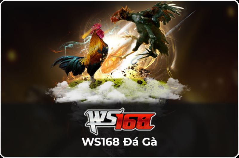 WS168 là một sảnh đá gà hấp dẫn được nhiều người yêu thích tham gia 